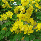 Cassia ‘Butterfly Bush’ (Senna bicapsularis) 2-Pack – 4-6 Inch Live Plants – Money Bush, Winter Cassia - Fast-Growing, Butterfly Magnet, Lush Tropical Foliage