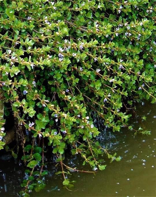 Wisteria 20 Live Aquatic Plants