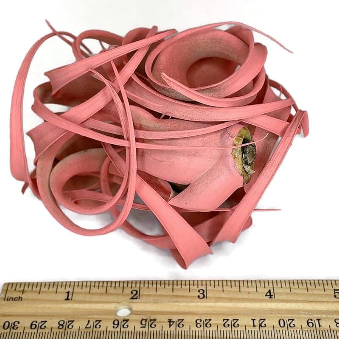 XL Xerographica Colored Air Plant, Live Tillandsia House Plant, Easy Care Indoor Outdoor, Great Gift, Healthy Arrival Guaranteed (Peach)