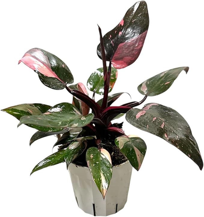Hopewind Plnats Shop - Philodendron Live Plant, Air Purifying, Easy Care, Easy to Grow, Rare Variety, Live Indoor Plant, 4 inch Pot (Philodendron Pink Princess)