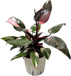 Hopewind Plnats Shop - Philodendron Live Plant, Air Purifying, Easy Care, Easy to Grow, Rare Variety, Live Indoor Plant, 4 inch Pot (Philodendron Pink Princess)