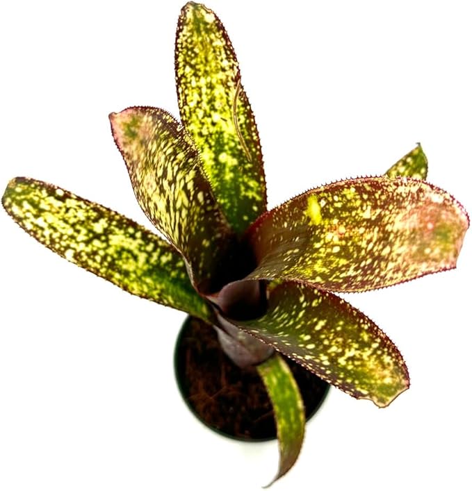 ragnaroc Live Plants – Bromeliad Billbergia Casa Blanca, 8-12" in 4" Pot - 1ct - Live Arrival Guaranteed - House Plants for Home Decor & Gift