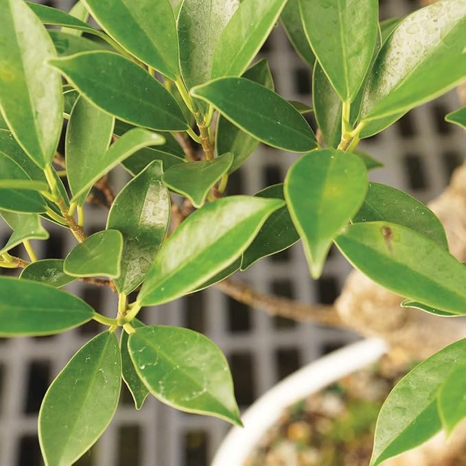 Brussel's Bonsai - Live Golden Gate Ficus Bonsai Tree in Grower Pot, Indoor Bonsai Plant, 4 Years Old, 5-8 Inches Tall, Easy Care Houseplant for Home or Office (Small, Green)