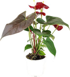 Live Indoor Flowering Houseplants, Anthurium Red in 6" Grower Pot, Easy Care Houseplants
