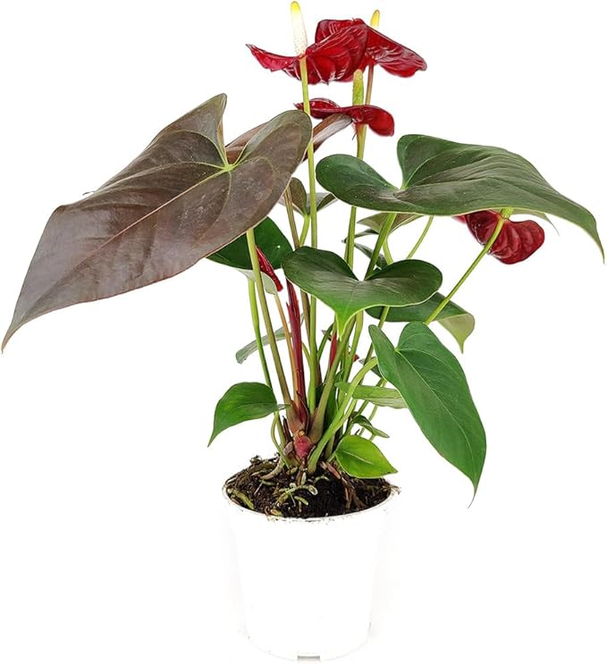 Live Indoor Flowering Houseplants, Anthurium Red in 6" Grower Pot, Easy Care Houseplants