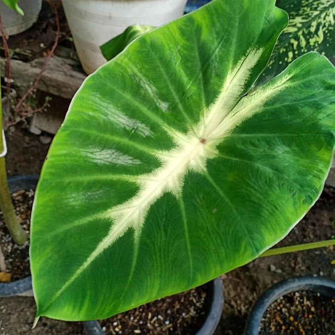 Elephant Ear Plants, Rare Colocasia Plant Live, Perennial Esculenta Taro Alocasia 4-8 Inch Tall, Indoor Outdoor Garden (Sunrise)