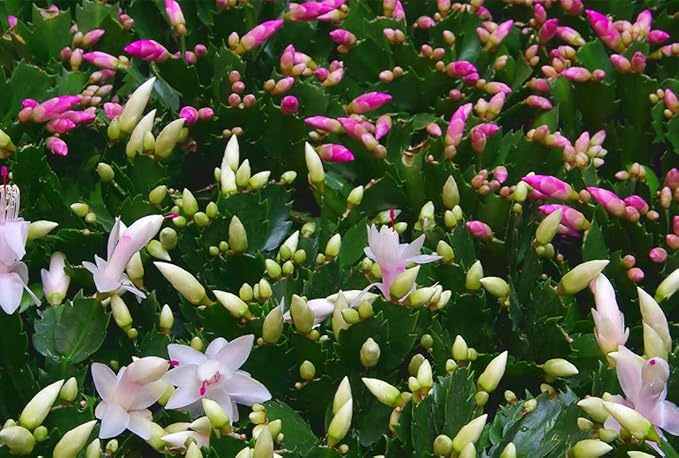 American Plant Exchange Live Christmas Cactus 3-Pack – 4-Inch Pot Cover – Easy Care Flowering Succulents with Festive Blooms for Holiday Home Décor, Kitchens, Offices & Indoor Winter Displays