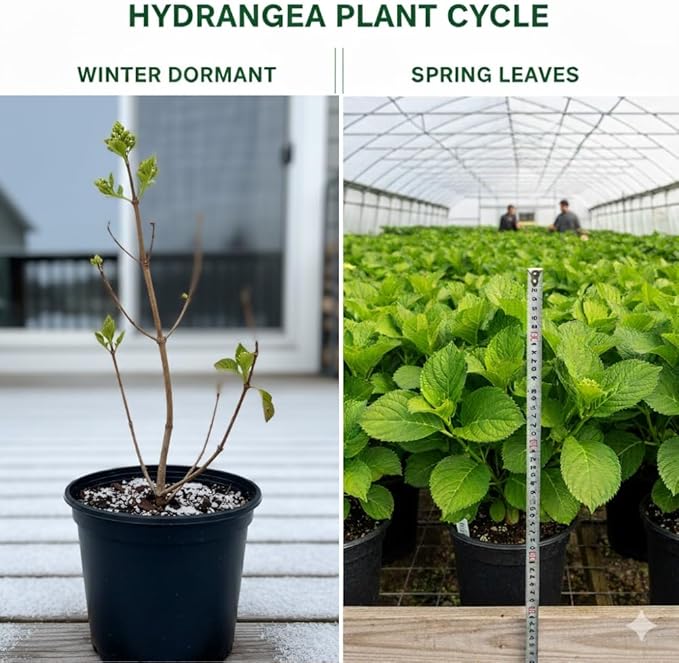 Hydrangea Live Plant, 6-12 Inch Tall, Hardy Flowering Shrub in 2.5" Pot, Outdoor Garden Hydrangea Bush (Lime Hydrangea)