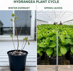 Hydrangea Live Plant, 6-12 Inch Tall, Hardy Flowering Shrub in 2.5" Pot, Outdoor Garden Hydrangea Bush (Oakleaf Hydrangea)