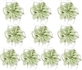 ragnaroc Air Plants - Tillandsia Xerographica, Large 5-7” - 10ct - Live Arrival Gauranteed - House Plants for Home Decor & Gift