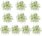 ragnaroc Air Plants - Tillandsia Xerographica, Large 5-7” - 10ct - Live Arrival Gauranteed - House Plants for Home Decor & Gift