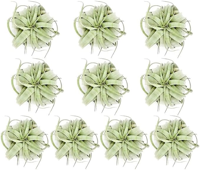 ragnaroc Air Plants - Tillandsia Xerographica, Large 5-7” - 10ct - Live Arrival Gauranteed - House Plants for Home Decor & Gift