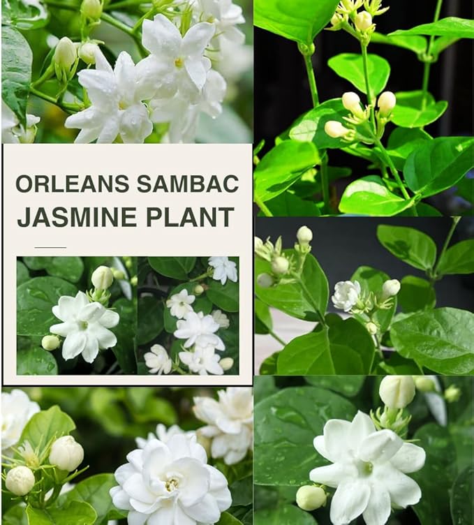 3 Blooming Jasmine Plants, Maid of Orleans Sambac Jasmine Live Plants, 4 to 6 Inc Tall, Jasmine Plants Live, Jasmine Well Rooted