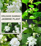 3 Blooming Jasmine Plants, Maid of Orleans Sambac Jasmine Live Plants, 4 to 6 Inc Tall, Jasmine Plants Live, Jasmine Well Rooted