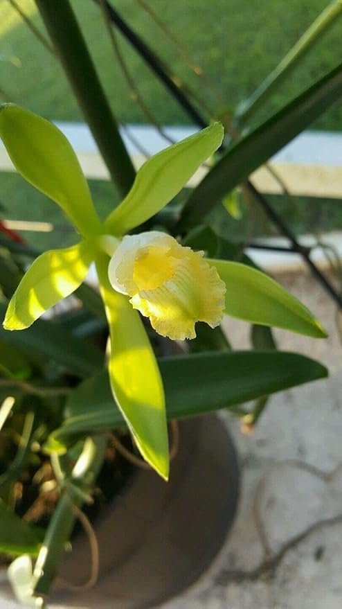Vanilla Bean Orchid, 12 Inches Fresh Cutting from My Plant