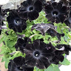 300+ Black Petunia Flower Seeds for Planting - Heirloom Rare Petunia Flower Seeds for Home Garden