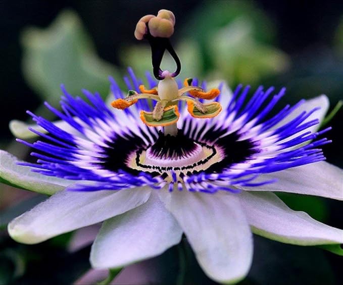 Seeds Passionflower Purple Vine Wild Apricot Maypop Indoor Exotic Perennial Flowers for Planting