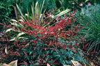 Flirt Nandina (1.5 Gallon) Low-Growing Multicolor Evergreen Shrub with Red New Growth - Part Shade Live Outdoor Plant - Southern Living Plants