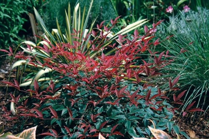 Flirt Nandina (1.5 Gallon) Low-Growing Multicolor Evergreen Shrub with Red New Growth - Part Shade Live Outdoor Plant - Southern Living Plants