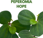 BubbleBlooms Peperomia Hope in a 2 inch Pot Trailing Jade peperomia rotundifolia Tiny Mini Pixie Plant
