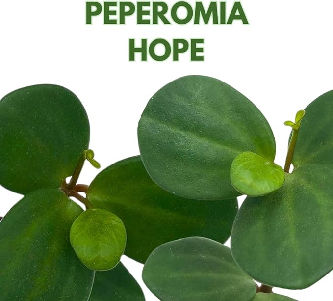 BubbleBlooms Peperomia Hope in a 2 inch Pot Trailing Jade peperomia rotundifolia Tiny Mini Pixie Plant