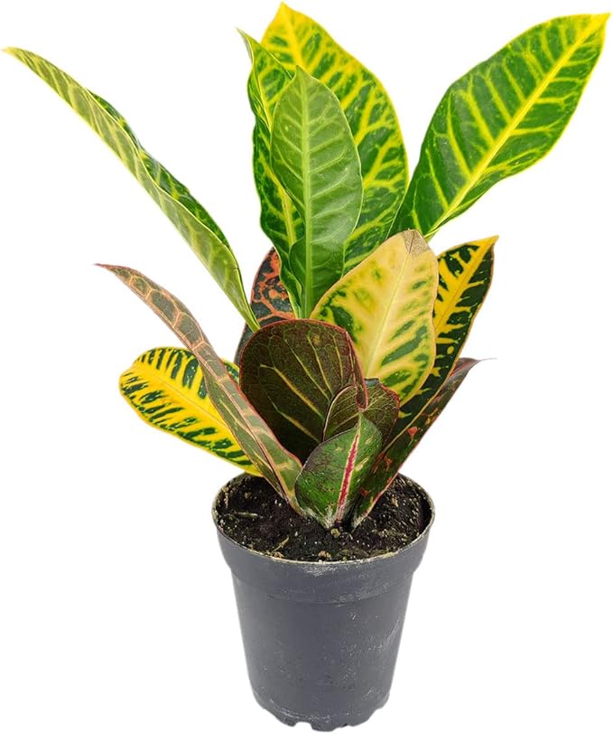 Croton Petra (4'' Grower Pot) - Air Purifying and Live Healthy Houseplant - Easy to Grow, Easy to Care Indoor Houseplant