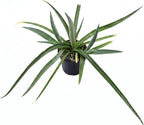 Mangave 'Bad Hair Day' (1.5" Plug) - Live Succulent Plant, Agave Like Rosette, Low Maintenance Indoor Outdoor Plant for Home Garden Decor, Beginner-Friendly Live Plants