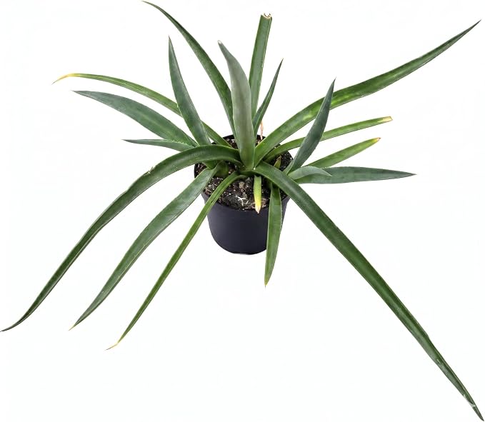 Mangave 'Bad Hair Day' (1.5" Plug) - Live Succulent Plant, Agave Like Rosette, Low Maintenance Indoor Outdoor Plant for Home Garden Decor, Beginner-Friendly Live Plants