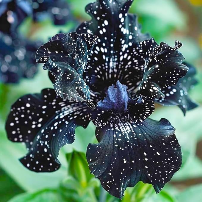 220+ Rare Heirloom Iris Seeds for Planting-Beautiful and Colorful Blooms for Your Garden-Non-GMO Heirloom Plant Seeds