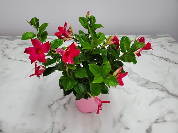 Pink Dipladenia Bush Live Plant - Tropical Plants of Florida - 14 inch Overall Height - 6 inch Planter Pot (1 Gallon) (Plant Only)