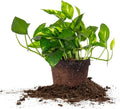 Perfect Plants Golden Pothos in 6 in. Grower's Pot | Epipremnum aureum Devil's Ivy | Easy Care Houseplant | Perfect for Low to Moderate Light Conditions | Air Purifying