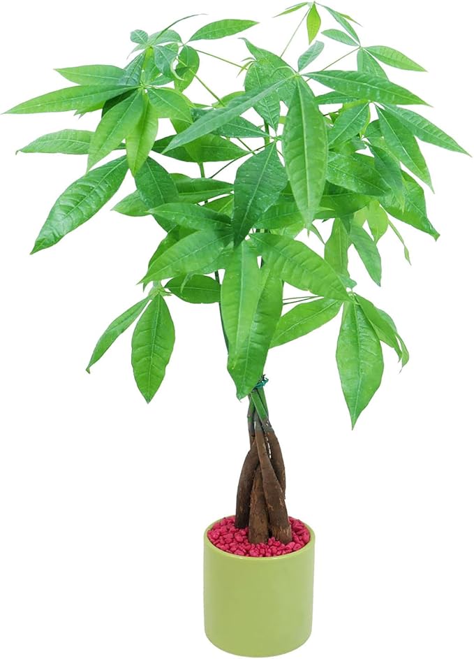 Athena's Garden Money Tree Plant Indoor Live Plant Pachira Money Tree with Ceramic Planter 18 Inches Tall, Green Pot - Red Rocks, Medium