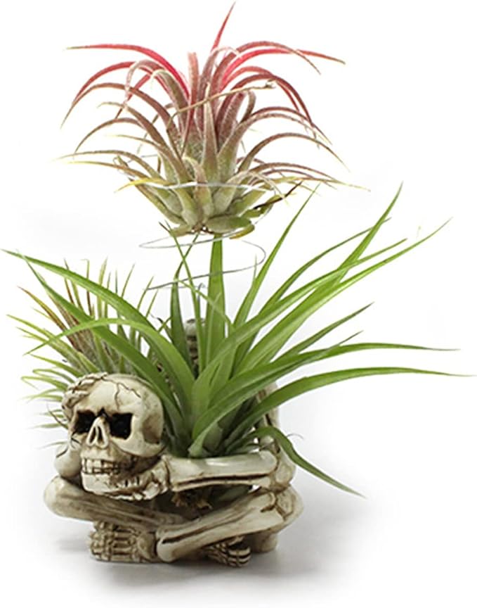 Resin Air Plant Holders,Tilandsia Container,Gothic Skeleton Planter,Halloween Plant Pot,Tillandsia Pot, Skull Table Top Display Planters for Air Plants and Other Mini Plants