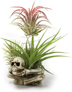 Resin Air Plant Holders,Tilandsia Container,Gothic Skeleton Planter,Halloween Plant Pot,Tillandsia Pot, Skull Table Top Display Planters for Air Plants and Other Mini Plants
