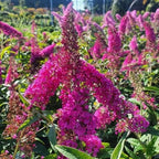 Raspberry Butterfly Bush Live Shrub Plant Shrub, Buddleia Bush Well Rooted, 5 to 10 Inc Tall