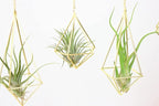 Geometric Hanging Tillandsia Holder Gold Metal Air Plant Holders for House Decor, Small Indoor Plants, Plant Lover Gifts (5Pcs)