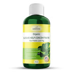 GARDENWISE Fiddle Leaf Fig Plant Food – Liquid Seaweed Kelp Fertilizer for Plants – Made in USA (16 OZ)