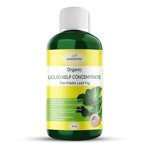 GARDENWISE Fiddle Leaf Fig Plant Food – Liquid Seaweed Kelp Fertilizer for Plants – Made in USA (16 OZ)