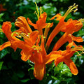 Fragrant Orange Honeysuckle Plants Live Vines, Perennial Lonicera Tecoma Honeysuckle Plants, 5 to 9 Inches Tall