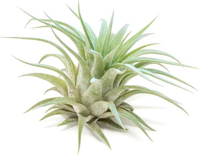 Light Blue Colorful Tillandsia Air Plants -Long Lasting Color Enhanced Live Tillandsia Succulent House Plants - Home and Garden Decor -Easy Care Indoor/Outdoor Plants (Ionantha Rubra, Pack of 3)