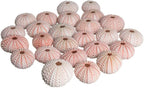 Nautical Crush Trading Sea Urchins Shells for Air Plants - 25 Pink (1-2") Sea Urchin Shells - Hanging Air Plant Holder - Air Plants Live Holders - No Plants Included