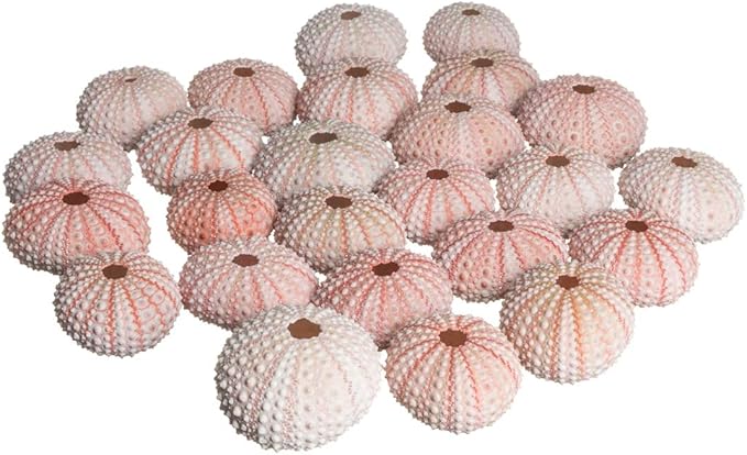 Nautical Crush Trading Sea Urchins Shells for Air Plants - 25 Pink (1-2") Sea Urchin Shells - Hanging Air Plant Holder - Air Plants Live Holders - No Plants Included