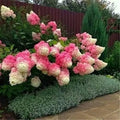 Live Plant Vanilla Strawberry Hydrangea Tree Live Plant, Pink and White Flowering Shrub, Live Garden Plant - Ships Bare Root