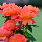Light Red Climbing Rose Live Plant, Can Grow As Rose Bushes Shrubs, Fragrant Ready to Plant, Starter Size, 5 to 10 Inc Tall, Dormant in Winter