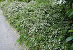 RedCrocus Coral Beauty Cotoneaster- Evergreen Ground Cover, Drought Tolerant, Pet Safe, Low Maintenance Plant for Landscaping & Erosion Control 3 Gallon