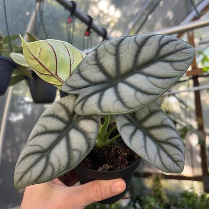 2 Silver Dragon Alocasia Plants Live Houseplant for Indoor Outdoor Growing, 4 to 8 Inches Tall, Rare and Hardy