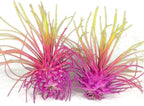 Colorful Tillandsia Air Plants, Live Air Plant, Air Purification Plants, Home Decor & Gift, Healthy Arrival Guarantee, Garden Airplant, Easy Care Plant, Rainbow #3 (6 Pack)