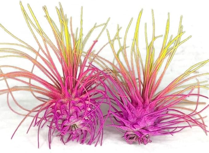 Colorful Tillandsia Air Plants, Live Air Plant, Air Purification Plants, Home Decor & Gift, Healthy Arrival Guarantee, Garden Airplant, Easy Care Plant, Rainbow #3 (6 Pack)