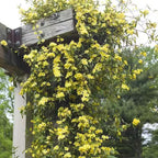 Carolina Jasmine Plant, Live Evergreen Vine, Fragrant Yellow Blooms, Fast Growing Climber for Trellis, Fences, or Arbors - Gelsemium sempervirens - 2 Cups