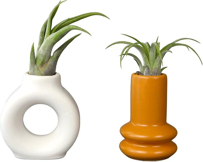 Live Air Plants with Decorative White & Orange Air Plant Holder Duo (2-Pack), Easy Plant Gift, Non-Toxic Pet Friendly Plants, Air Plants Live Plants in Small Plant Pots, Home Decor by Plants for Pets